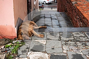 The street dog is sleeping. Next to concept of stray animals trash, environmental pollution concept