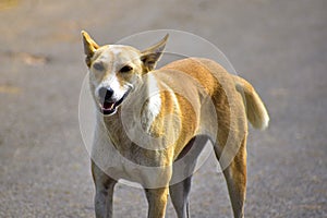 A street dog smiling . Its brown in color and have white patches . smiling dog waiting for food