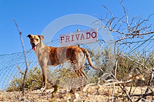 A street dog spotted near Camillo beach in Lagos, Portugal photo
