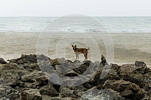 Street dog/ Stray dog sitting on the beach