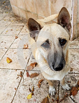 Street dog waiting for food.