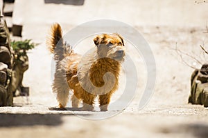 Street dog waiting for a person.