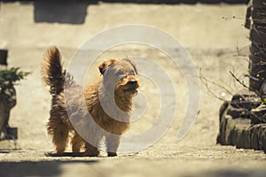 Street dog waiting for a person.