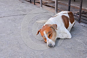 Street dog was persecute draw photo