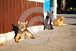 Street dogs bask in the sun
