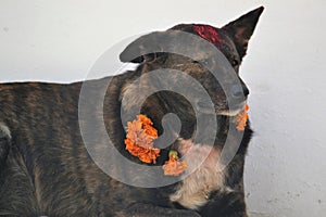 Street Dogs with Flowers and Tika on Dog Festival in Kathmandu