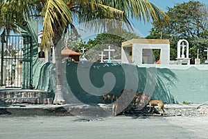 Street dogs in front of a cemetery wall in Progreso, Mexico photo