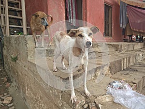 Street dogs of India