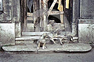 Street dogs, Sarajevo, Bosnia Herzegovina