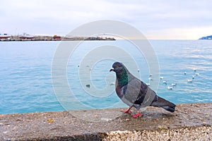 Street dove sits on a concrete fence against the background of the Black Sea