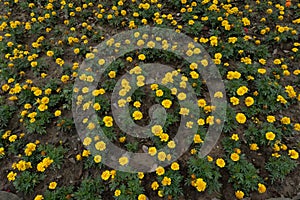 Street flower bed-African marigold-Tagetes erecta L