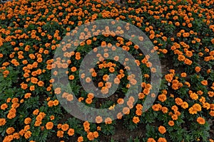 Street flower bed-African marigold-Tagetes erecta L