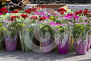 Street flower trade. Illustrative editorial. March 7, 2021 Balti Moldova. Background with copy space