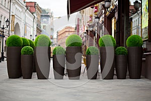 Street flowers beside cafe