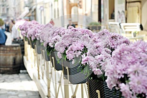 Street flowers photo