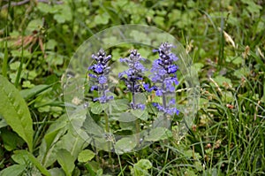 Straßen Blumen aus. 