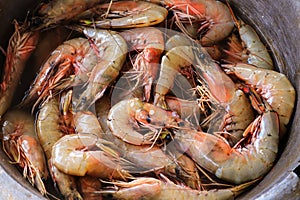 street food concept. view of seven very fresh spot prawns. royal red shrimp