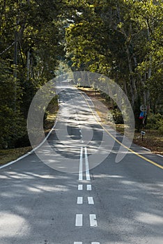 The street in the forest