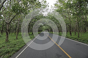 A street go through into the forest