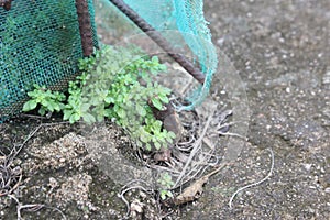 Street grass photo