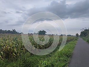 street, grass, and corn fields and clouds