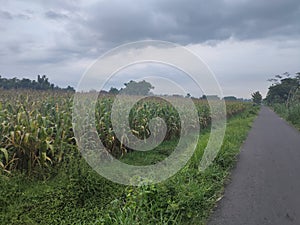 street, grass, and corn fields and clouds