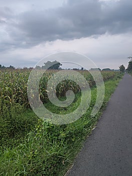 street, grass, and corn fields and clouds