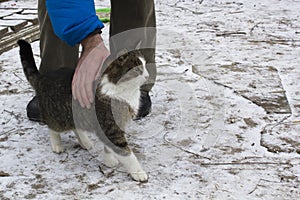 Street homeless cat in winter street. Human care