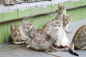 Street homeless cats have huddled together in a pack, and are cautiously looking into the frame with caution.