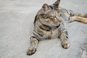 Street homeless furry cat close up. Beautiful feline cat at home