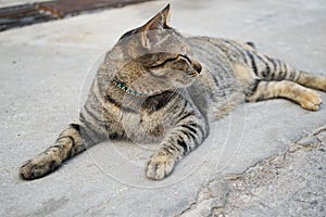 Street homeless furry cat close up. Beautiful feline cat at home