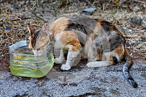 A street homeless red-black cat quenches his thirst from a plastic drinking bowl with water.