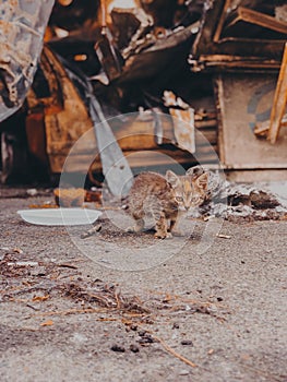 street hungry cat