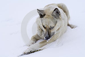 Street hungry dog gnawing on a branch lying