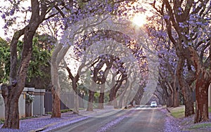 Street with Jacaranda trees in flower