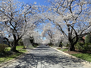 Street in Kenwood Maryland During Peak Cherry Blossoms in Spring photo