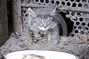 Street kitten cautiously come out to the plate with food