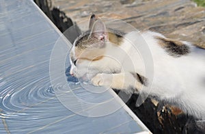 Street kitten drinking water