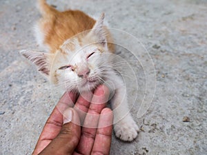 The Street kitten gape