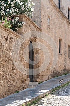 The Street of the Knights. Lounging cat. Rhodes, Old Town, Island of Rhodes, Greece, Europe