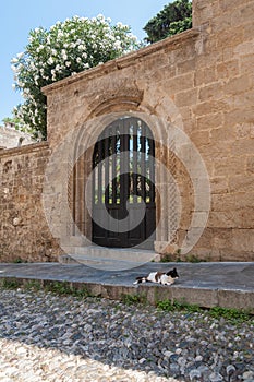 The Street of the Knights. Lounging cat. Rhodes, Old Town, Island of Rhodes, Greece, Europe