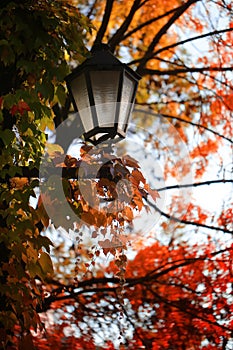 Street lamp with autumn leaves