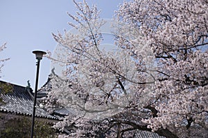 Street lamp and cherry blossoms inside the Wakayama Castle in Japan