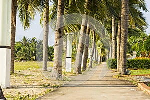 Street lamp and coconut tree and walkway at garden park near the beach at evening with sunshine