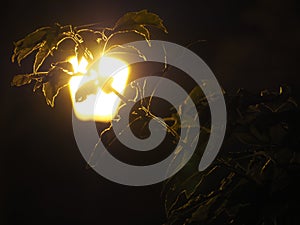 Street lamp at dusk.