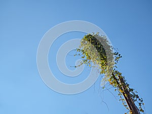 Street lamp entwined with a vine against the blue sky.