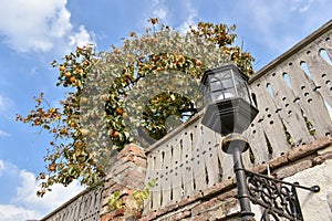 Street lamp, fence and fruit tree in the background. Bottom view of persimmon tree with ripe persimmons during autumn