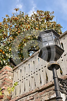 Street lamp, fence and fruit tree in the background. Bottom view of persimmon tree with ripe persimmons during autumn