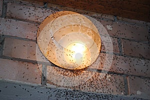 The street lamp hanging on the brick wall has a lot of gnats flying into its light.