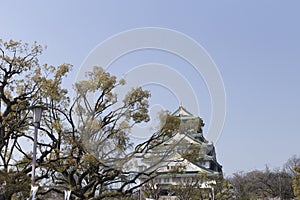 Street lamp and Japanese pine in the Osaka Castle in Japan on a sunny day